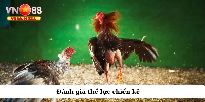 Lựa chọn thần kê dựa trên thể lực thi đấu